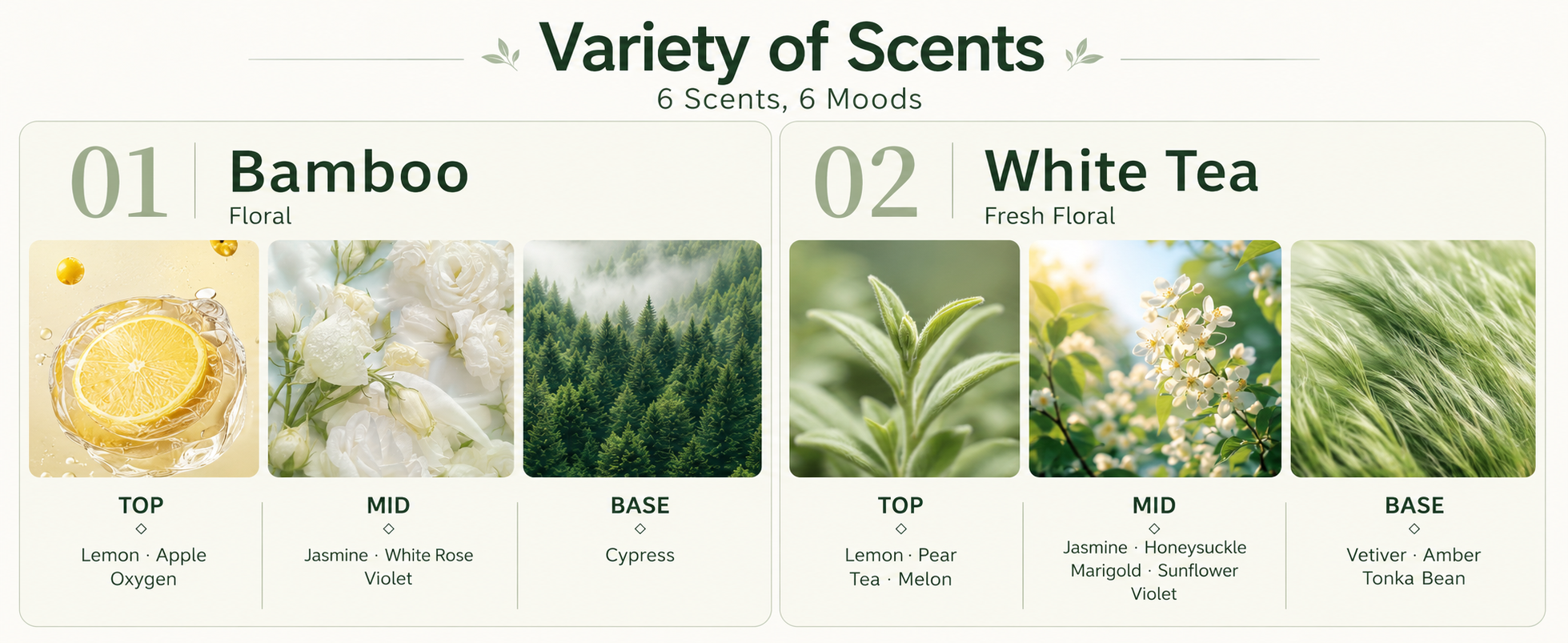 Bamboo and White Tea fragrance note profiles